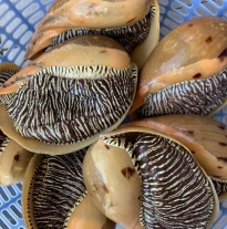 'Ốc Giác Vàng'
