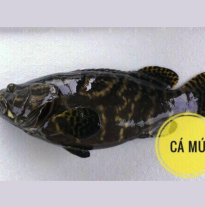 'Cá mú đen'