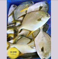 'Cá Chim Trắng'