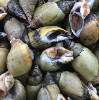 'Ốc cà na'