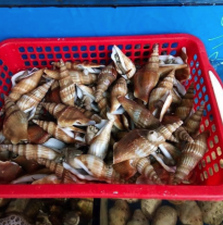 'Ốc nhảy cày'