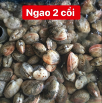 'Ngao 2 Cồi'