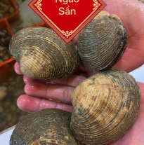 'Ngao Sần'
