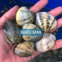 'Nghêu Xanh'