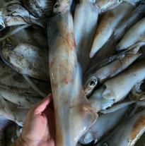 'Mực ống'