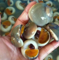 'Ốc Mỡ'