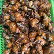 'Ốc Đỏ'