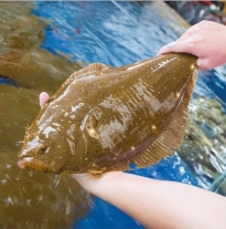 'Cá Bơn Hàn Quốc'