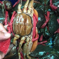 'Cua Gạch'