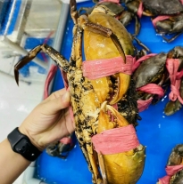 'Cua Thịt'