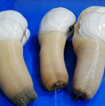 'Ốc Vòi Voi'