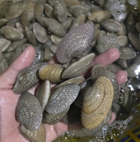 'Sò Lụa Láng'