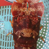 'Tôm Mủ Ni Đỏ'