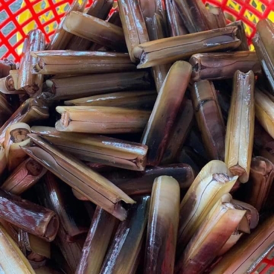 Ốc Móng Tay Chúa