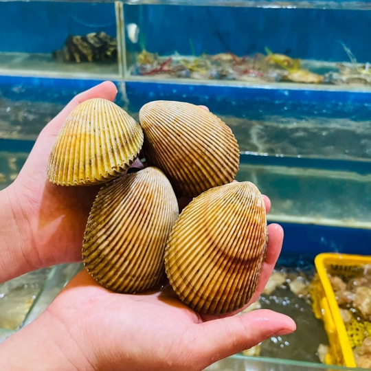 Sò Dương 