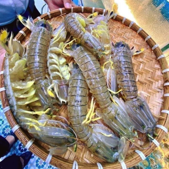 Tôm Tít Sống