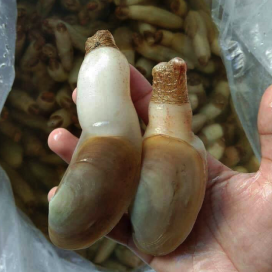 Tu hài 