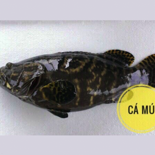 Cá mú đen