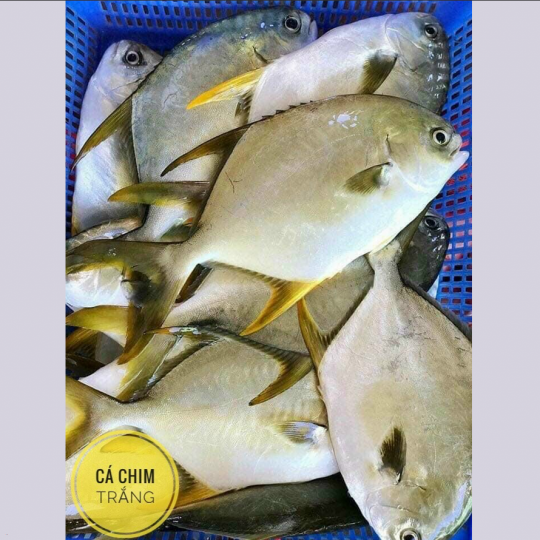 Cá Chim Trắng