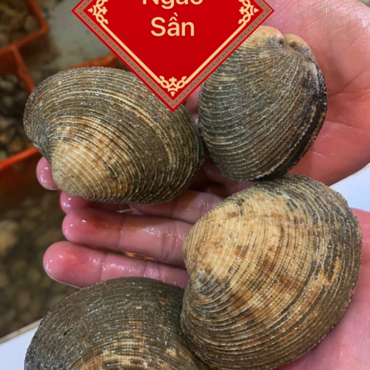 Ngao Sần