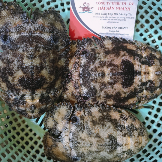 Tôm Mủ Ni Đen