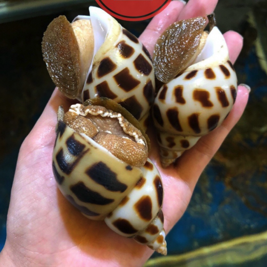 Ốc Hương