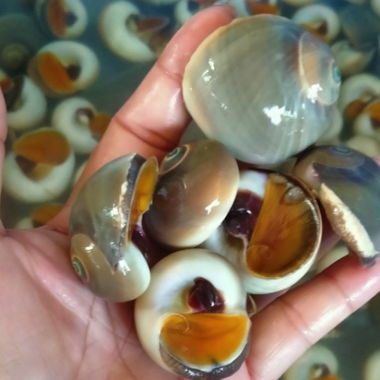 Ốc Mỡ