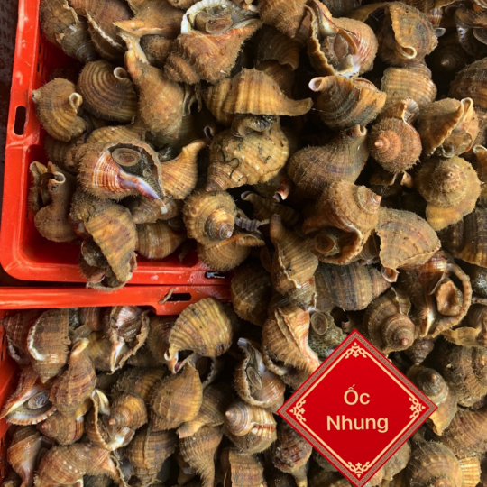 Ốc Nhung