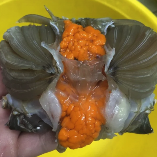 Cua Gạch