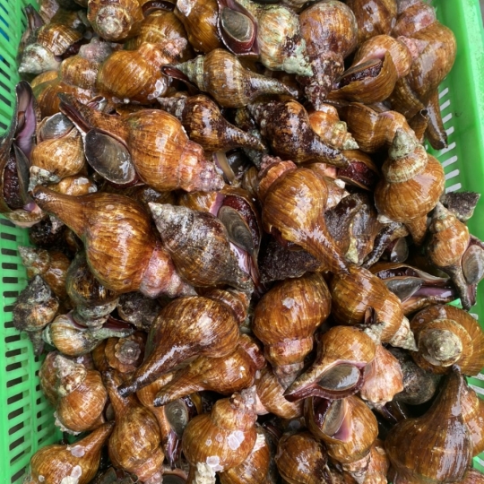 Ốc Đỏ