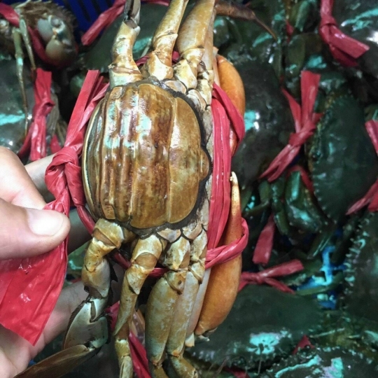 Cua Gạch