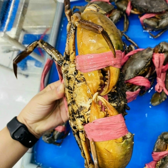 Cua Thịt