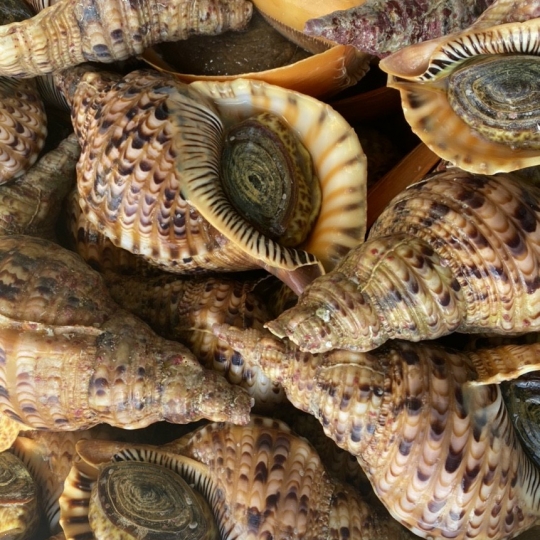 Ốc Hoàng Hậu