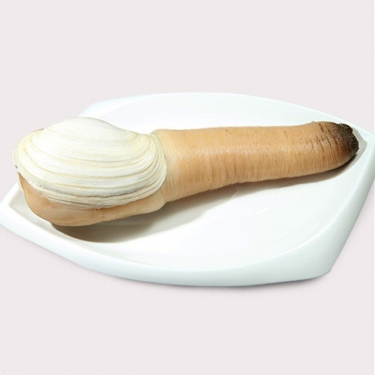 Ốc Vòi Voi