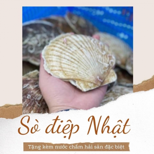 Sò Điệp Nhật