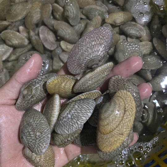 Sò Lụa Láng