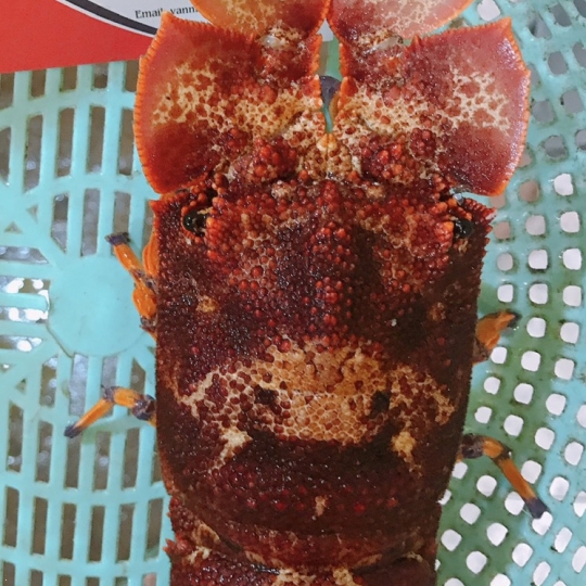 Tôm Mủ Ni Đỏ