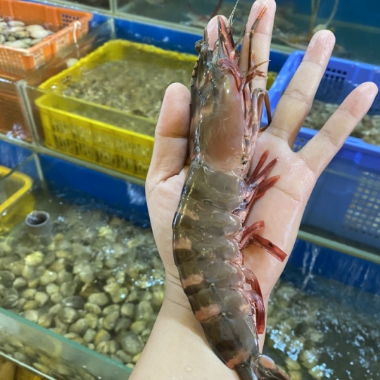Tôm Sú Biển